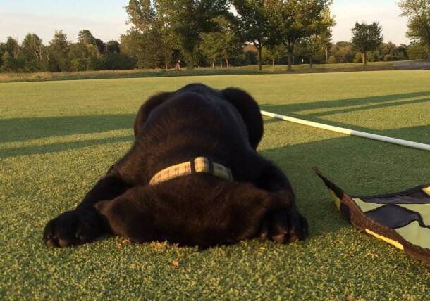 Fun costumed dog on golf course